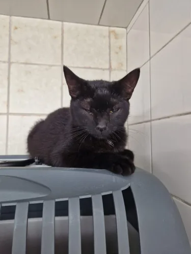 Beitragsbild Katze