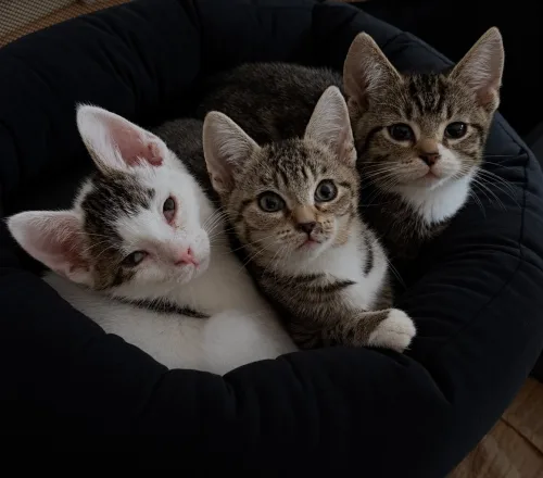 Beitragsbild Katze